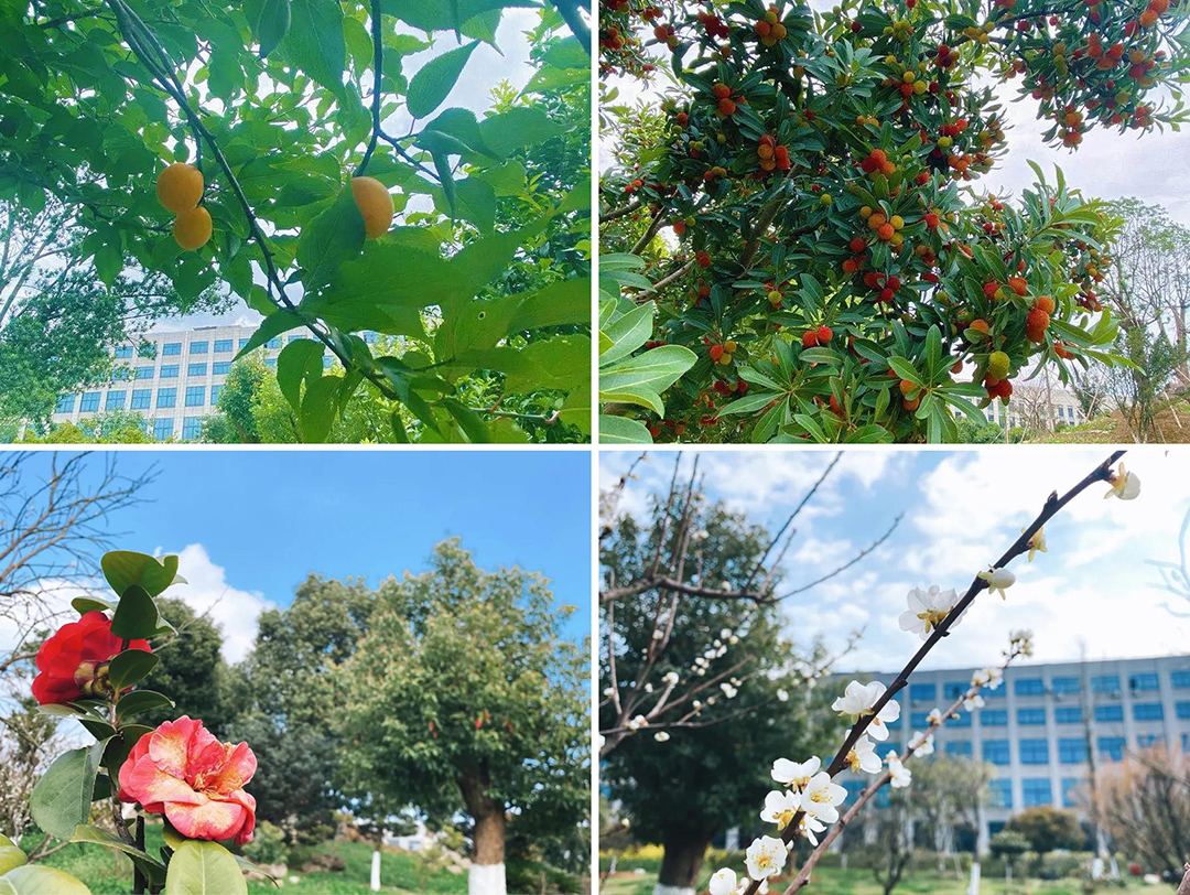 植樹節(jié)|守護綠色家園的秘密武器！
